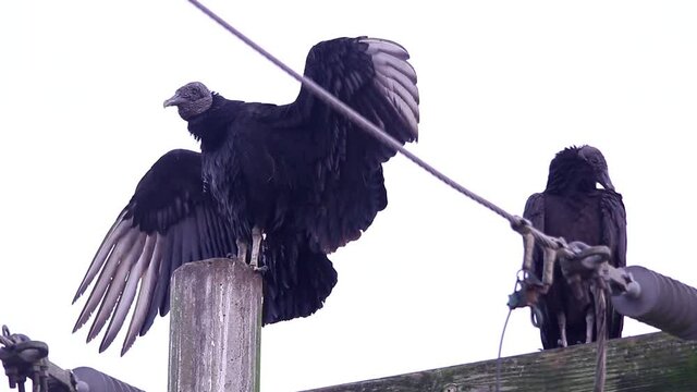Black vulture perching on electric poles