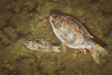 Fischsterben