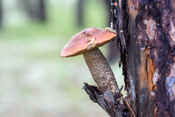 Edible mushroom boletus with red hat on pine tree in the forest on an autumn day.