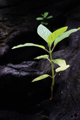 A plant is growing at the hard wood, Nature always find the way for growth