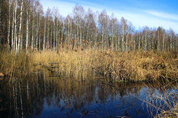 A small lake in a marshy area next to a forest.