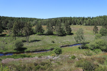 tourbières sur le plateau des mille vaches