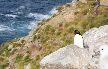 Naklejka premium Rockhopper penguin (Eudyptes chrysocome). New Island, Falkland Islands.