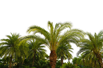 Fototapeta na wymiar ancient palm trees in rain forest in tropical zone isolated