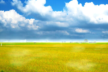 agriculture jasmine rice farm and soft fog in the morning blue sky white cloud