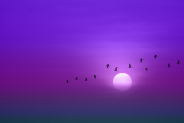 beautiful purple violet sunset and silhouette of birds fly passing sun and blur sky