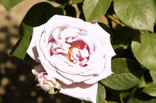close-up: isolated big rose with color temperature of 2000K
