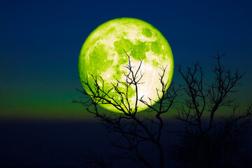 Voller Gerstengrüner Mond und trockene Bäume der Silhouette im Sonnenuntergang dunkelgrüner blauer Himmel