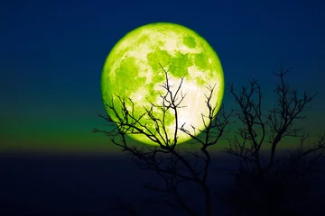 Fototapete Vollmond und Bäume Voller Gerstengrüner Mond und trockene Bäume der Silhouette im Sonnenuntergang dunkelgrüner blauer Himmel
