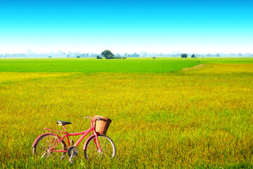 Fototapeta na wymiar beautiful agriculture jasmine rice farm blue sky white cloud and red bicycle
