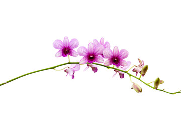 Naklejka na ściany i meble Light pink dendrobium orchids branch isolated on white background , clipping path