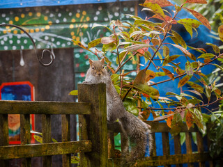 Squirrel stealing food in back garden