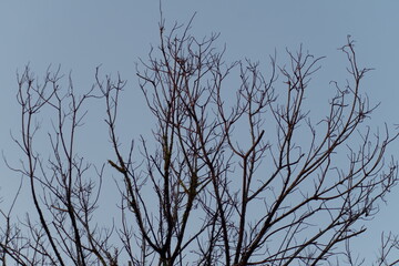 Dry tree branches under the sky