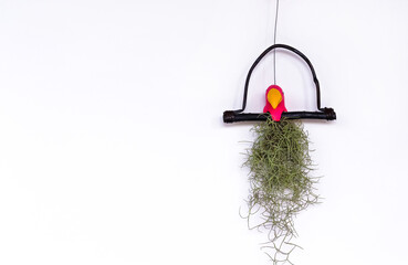 Spanish moss flower plant or tillandsia usneoides hanging on wood with decoration bird on white wall background and space