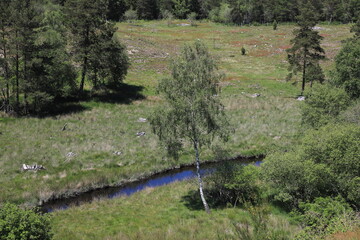 tourbières du plateau des mille vaches