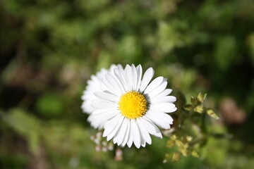 a brave candid and delicate daisy blooms in one of the first warm days of spring