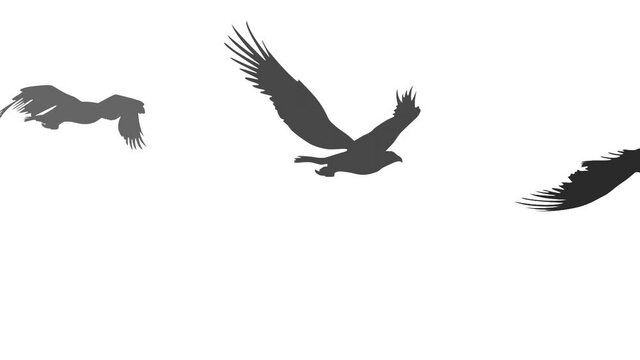 Silhouettes of the flying eagles, animation on the white background (seamless loop)