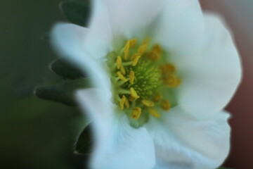 Bee pollen flower white strawberry natural fruit