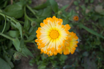 Calendula flowers on the sunny summer day