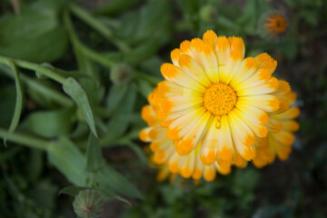 Calendula flowers on the sunny summer day