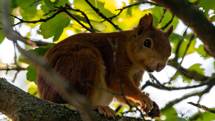 eichhörnchen, tier, baum, nager, natur, säugetier, fell, frack, grau