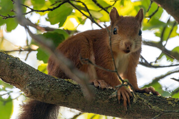 eichhörnchen, tier, baum, natur, säugetier, nager