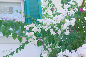 Bougainvillea plant with blooming flowers and blue window white house