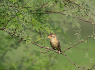 Baya weaver bird on tree 