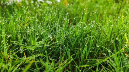 water drops on green grass in winter morning