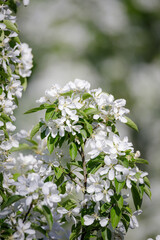 Beautiful apple tree flowering in city park