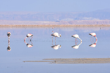 Flamingos at Los Flamencos National Reserve, chile