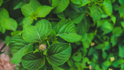 selective focus on flower bud in winter morning