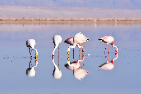 Flamingos At Los Flamencos National Reserve, Chile