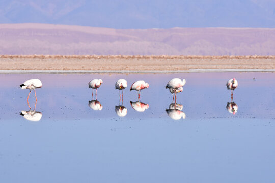 Flamingos At Los Flamencos National Reserve, Chile