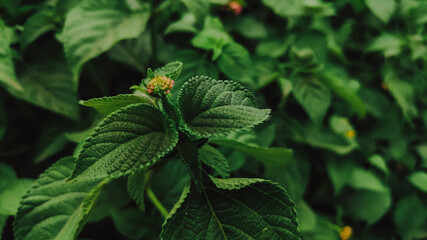 selective focus on flower bud in winter morning