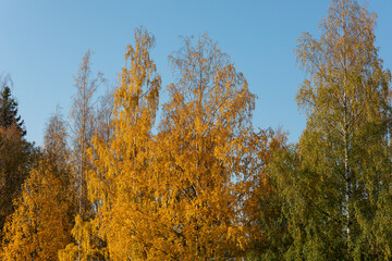 Birch tree and foliage in autumn colors