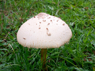 White mushroom on the green lawn in the garden.
