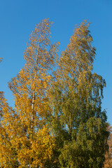 Birch tree and foliage in autumn colors