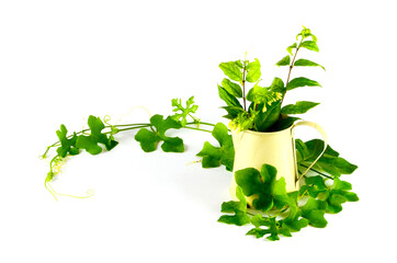 Branches of green leaves are placed in a yellow vase and bright green ivy is placed on a white background.