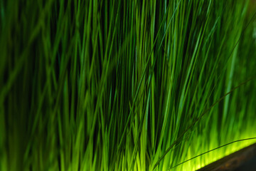 Green grass macro, closeup lawn meadow plant background