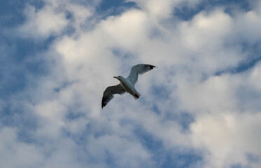 Seagull flying in the cloudy sky