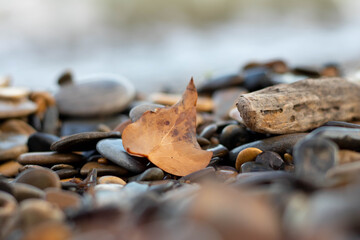 Sea stones and dry leaf at sunset on the shore