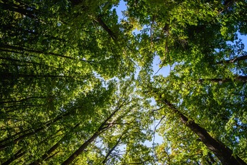 Beautiful blue sky top foliage,  tall.