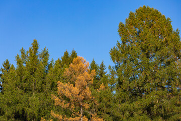 Fototapeta premium Larch trees in yellow autumn colors