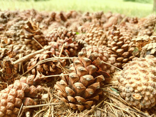 Fototapeta premium blurred background for the background, pine cones, carpet of cones in the forest, autumn forest
