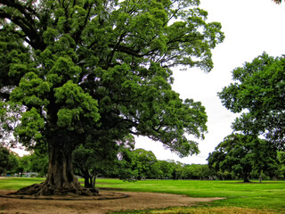 Fototapeta premium 【熊本県】熊本城公園の風景