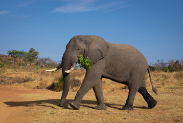 A male African Elephant (Loxodonta africana) eating