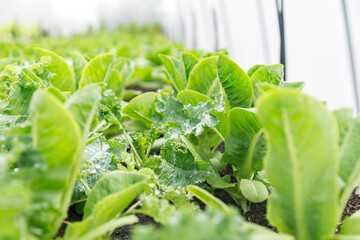 Rows of fresh organic rocket salad lettuce salad plant in Growing Organic vegetable farms.-selective focus