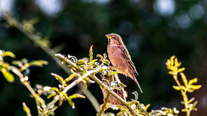 sparrow on a branch