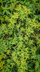 yellow and green leaves of a flower plant